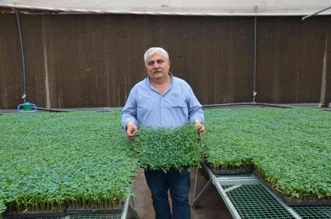 Yalova Ziraat Odası’ndan Çiftçiye 250 Bin Yerli Fide