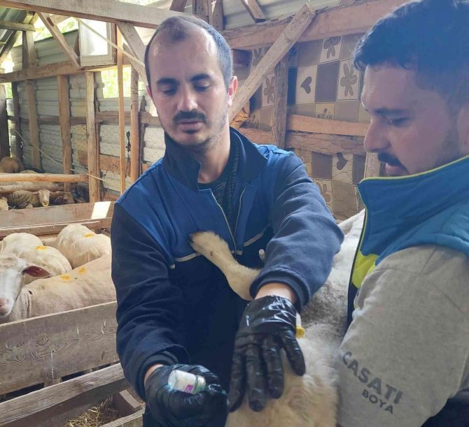 Hisarcık’ta Küçükbaş Hayvanlarda Aşı Çalışmaları