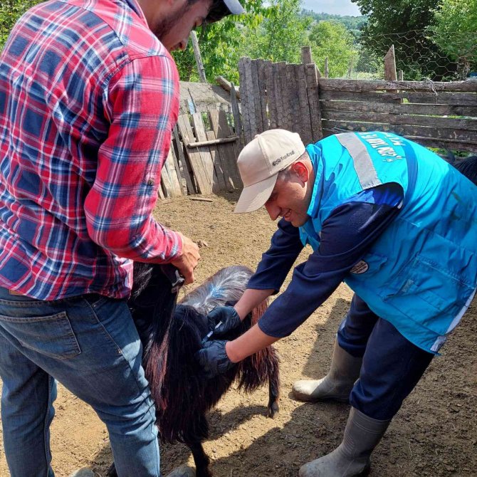Hisarcık’ta Küçükbaş Hayvanlarda Aşı Çalışmaları