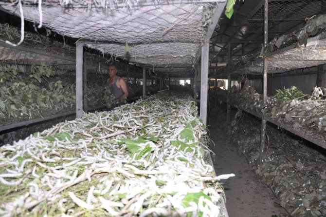 Batman’da İpekböcekçiliğinde 40 Günde 20 Bin Tl Gelir