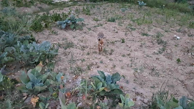 Kurnaz Tilki Yiyeceklerini Toprağa Gömerek Sakladı