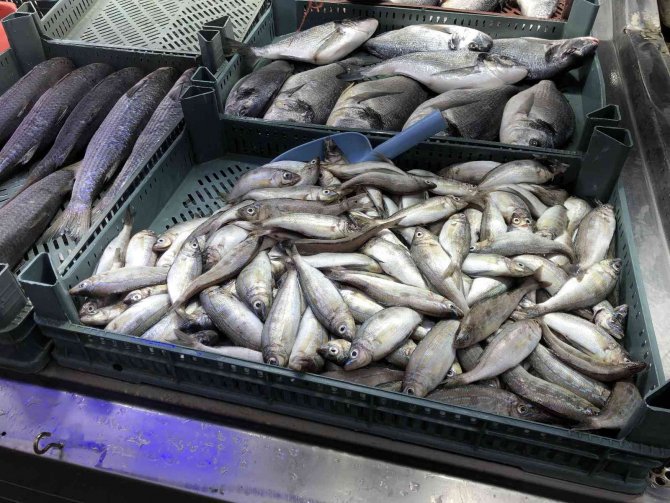 Tezgahları Kıyı Balıkları Süslüyor