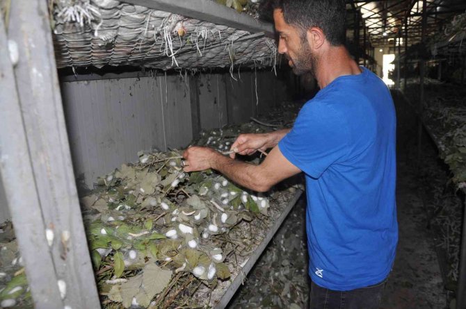 Batman’da İpekböcekçiliğinde 40 Günde 20 Bin Tl Gelir