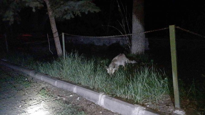 Kars’ta Güvenlik Görevlisi Tilkinin Karnını Doyurdu
