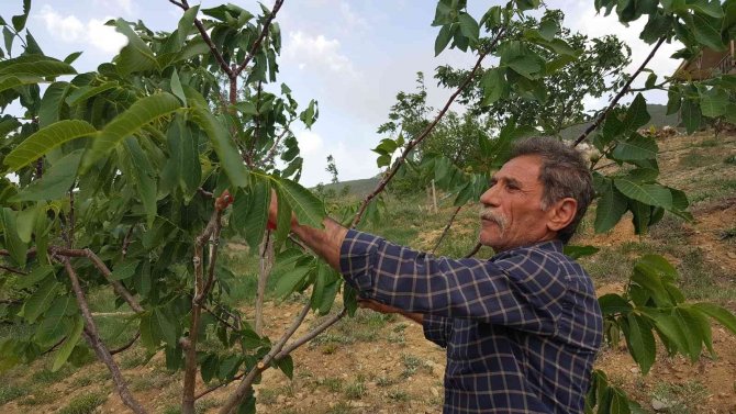 Kurtlar Vadisini Ceviz Fidanlarıyla Yeşil Vadiye Dönüştürdü