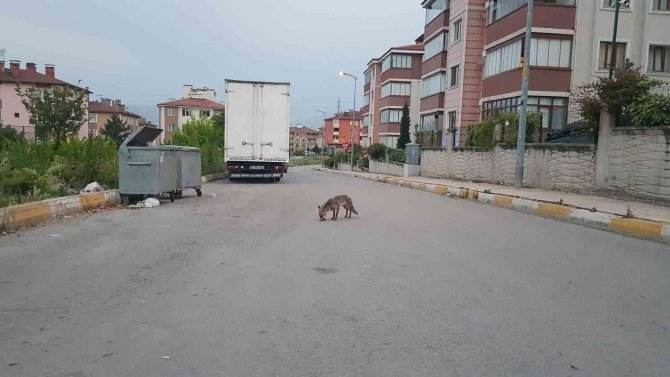 Kurnaz Tilki Yiyeceklerini Toprağa Gömerek Sakladı