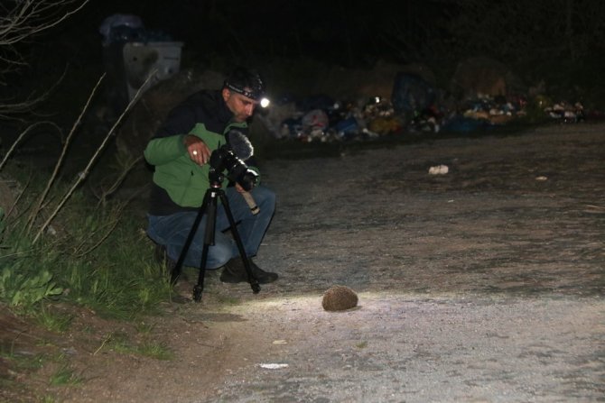 Nemrut’un Maskot Ayıları Kış Uykusundan Uyandı