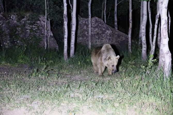 Nemrut’un Maskot Ayıları Kış Uykusundan Uyandı