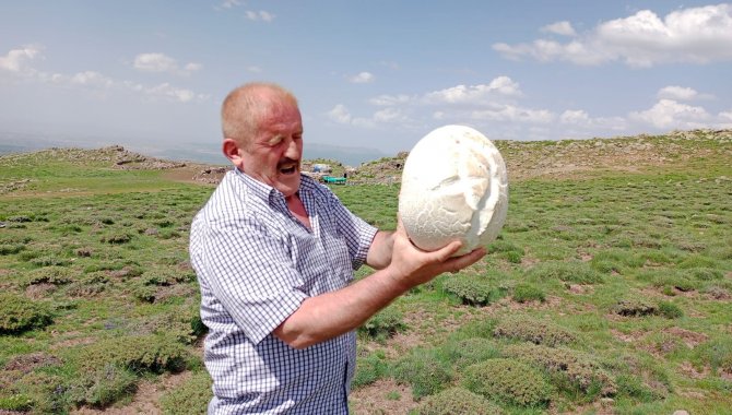 Niğde’de 3 Kiloluk Mantar Bulundu
