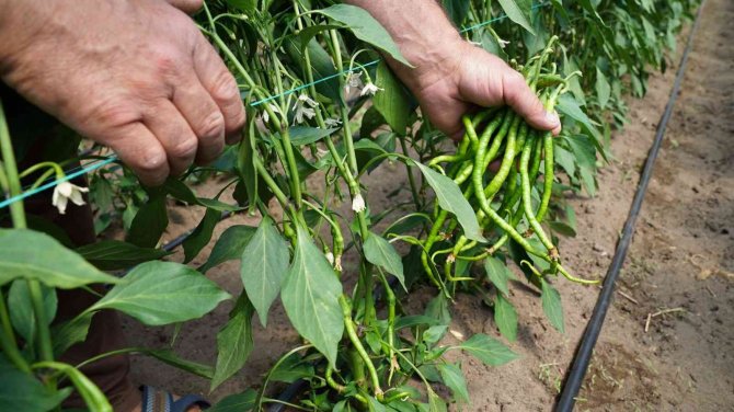 Çarşamba Kıl Biberinde Hasat Başladı