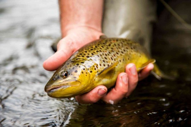 Alabalık Yetiştiriciliğini A’dan Z’ye Öğrendiler