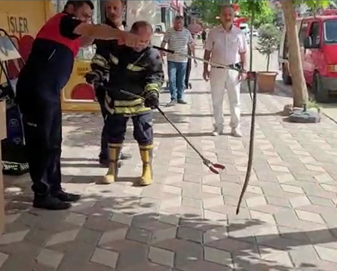 Havalar Isındı, Yılanlar Şehir Merkezine İndi