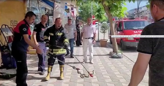 Havalar Isındı, Yılanlar Şehir Merkezine İndi