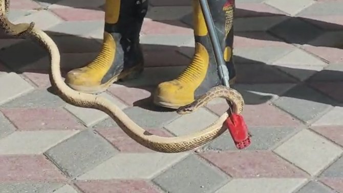 Havalar Isındı, Yılanlar Şehir Merkezine İndi