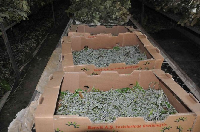 Batman’da İpekböcekçiliğinde 40 Günde 20 Bin Tl Gelir