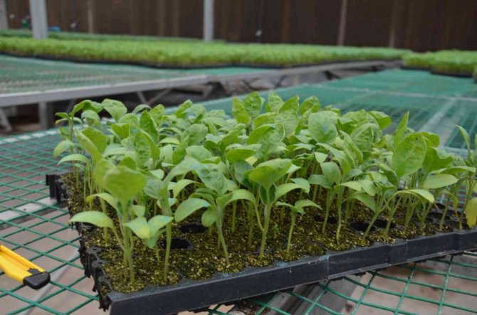 Yalova Ziraat Odası’ndan Çiftçiye 250 Bin Yerli Fide