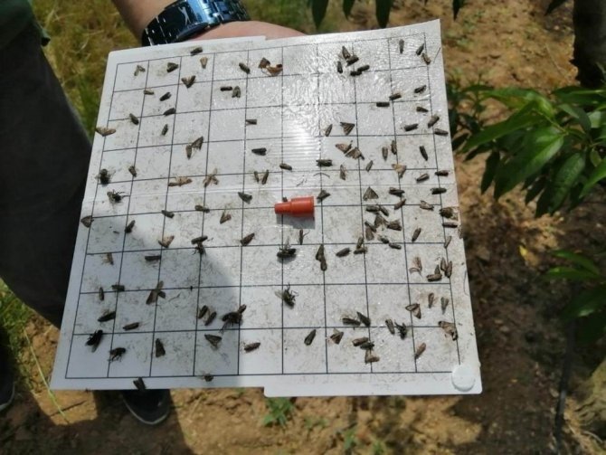 Şeftalide Doğu Meyve Güvesi Tehlikesi: