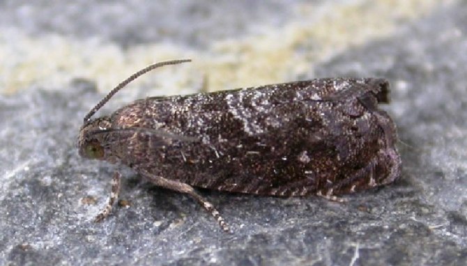 Şeftalide Doğu Meyve Güvesi Tehlikesi: