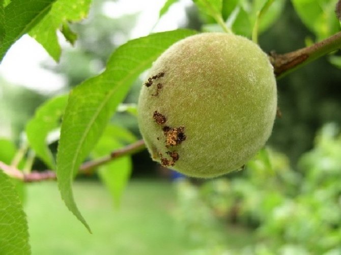 Şeftalide Doğu Meyve Güvesi Tehlikesi: