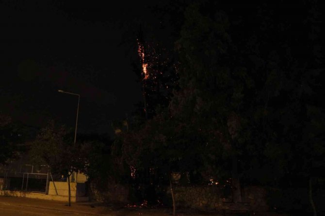 Kaldırımda Bulunan Palmiye Ağacı Yandı, Vatandaşlar Merakla İzledi