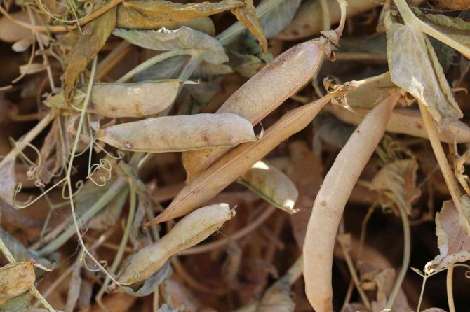 Kuru Bezelye Mutfağa Giriyor