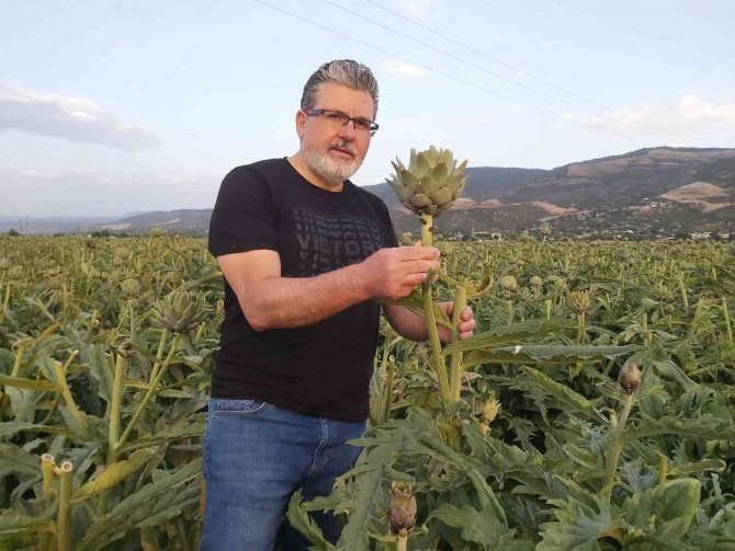 "Enginar; Sofrada Karaciğerin Dostu, Laboratuvarda Kanserin Düşmanı Çıktı"