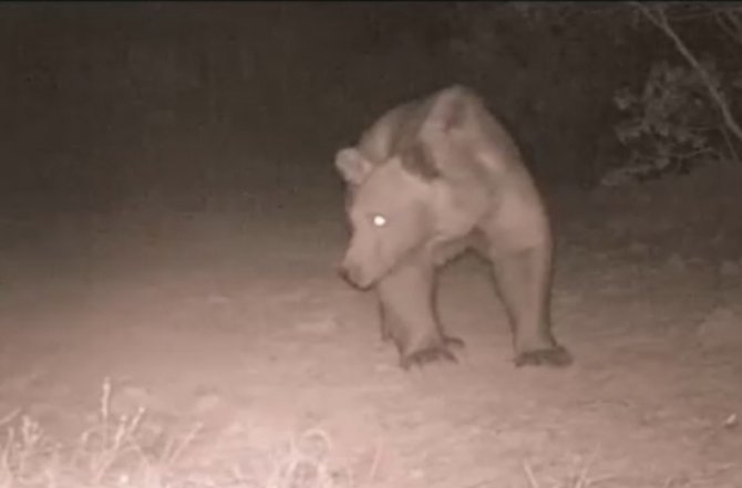 Bozayı, Burdur’da İkinci Kez Fotokapana Yansıdı