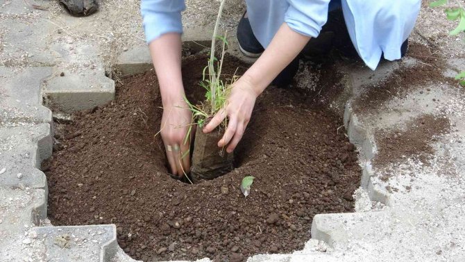 Ms Hastalığına Farkındalık Oluşturmak İçin Fidan Diktiler