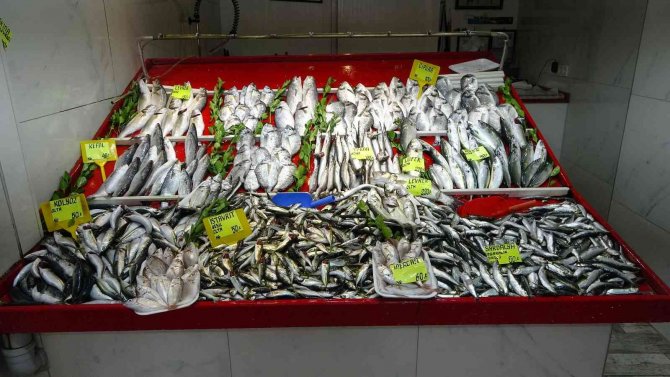 Çanakkale’de Geçen Sene Kilosu 70 Lira Olan Sardalya, 50 Liradan Tezgahlarda