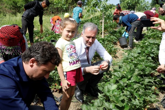 Bursa’da Çilek Hasadı Başladı