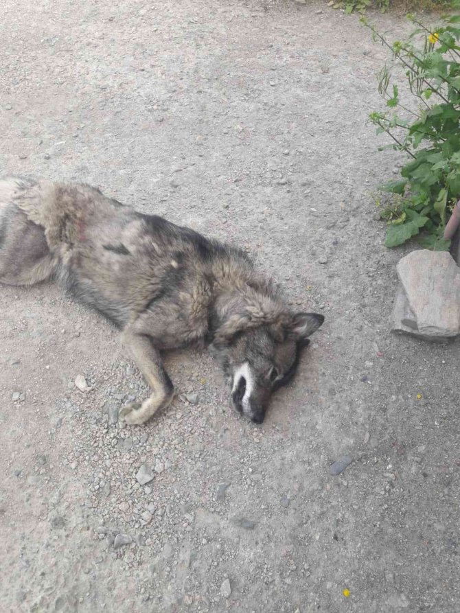 Yolunu Kaybeden Kurt, Şehir Merkezine İndi