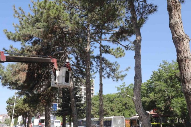 Kent Meydanı Sahasındaki Ağaçlar Taşınacak