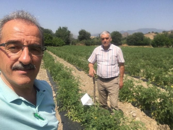 Nazilli’de Domatesler Hastalıklardan Korunuyor
