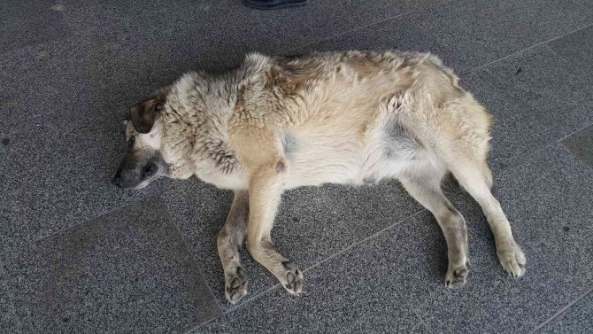 Sıcaktan Bunalan Köpekler Soluğu Otogarda Aldı