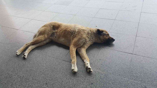 Sıcaktan Bunalan Köpekler Soluğu Otogarda Aldı