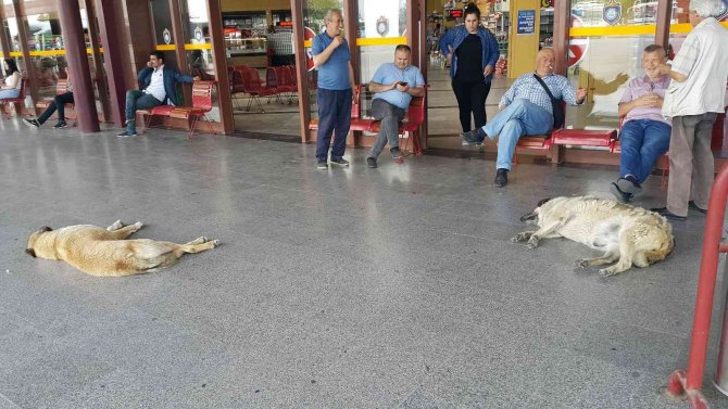 Sıcaktan Bunalan Köpekler Soluğu Otogarda Aldı