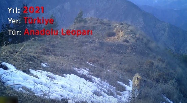 Nesli Tükendi Sanılan Anadolu Parsı Görüntülendi