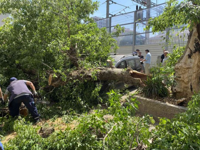 Kadıköy’de Ağaç 2 Otomobilin Üzerine Devrildi, Bir Kişi Yaralandı