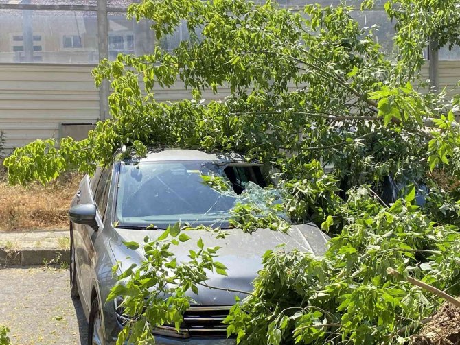 Kadıköy’de Ağaç 2 Otomobilin Üzerine Devrildi, Bir Kişi Yaralandı