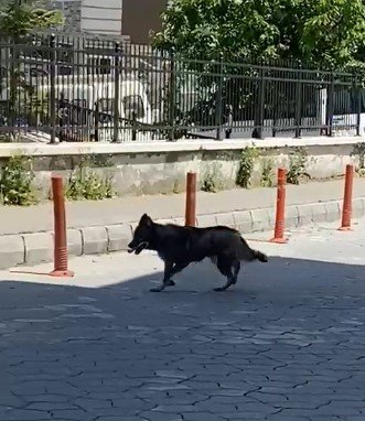 Yolunu Kaybeden Kurt, Şehir Merkezine İndi