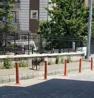 Yolunu Kaybeden Kurt, Şehir Merkezine İndi