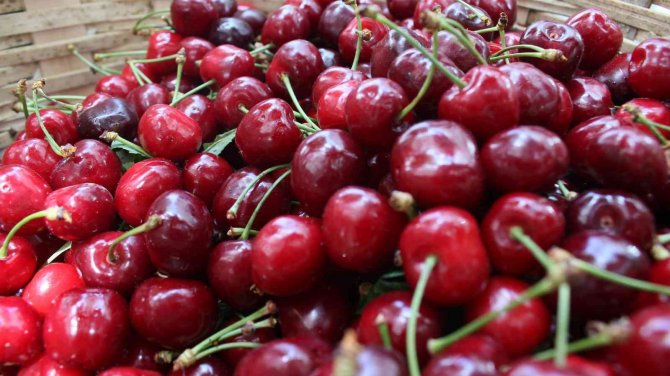 Kırklareli’nde Kiraz 25 Liradan Tezgaha Çıktı
