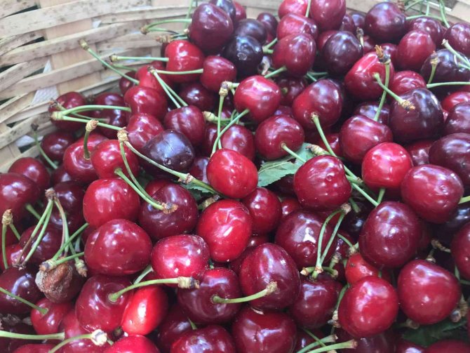 Kırklareli’nde Kiraz 25 Liradan Tezgaha Çıktı