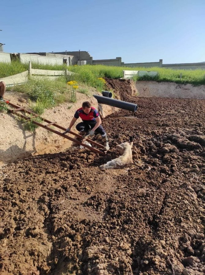 Kırşehir’de Bataklığa Saplanan 2 İnek Kurtarıldı
