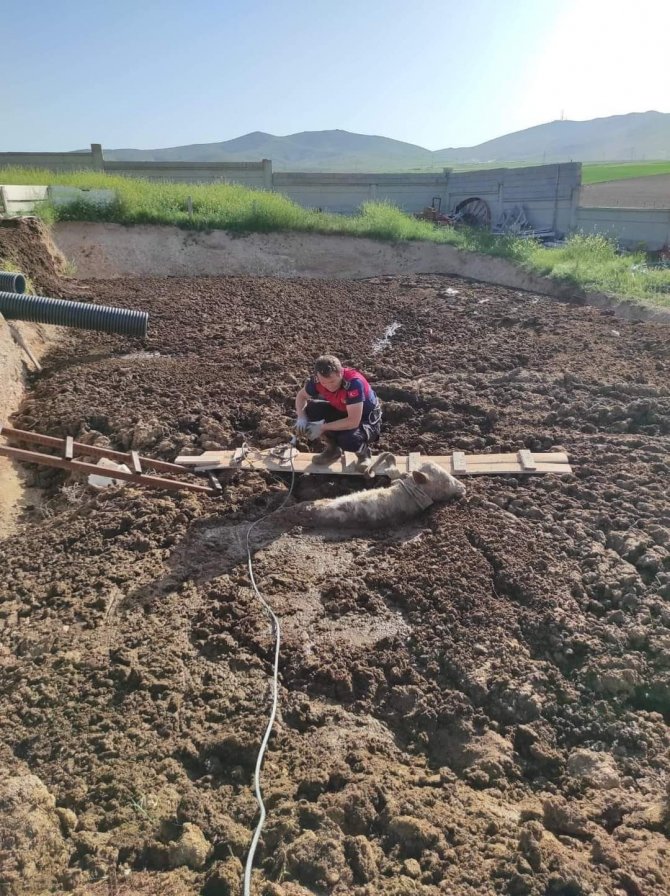 Kırşehir’de Bataklığa Saplanan 2 İnek Kurtarıldı