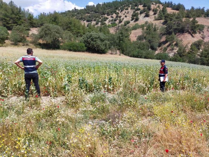 Manisa’da Yasa Dışı Ekilen 280 Bin Kök Haşhaş Bitkisi Ele Geçirildi