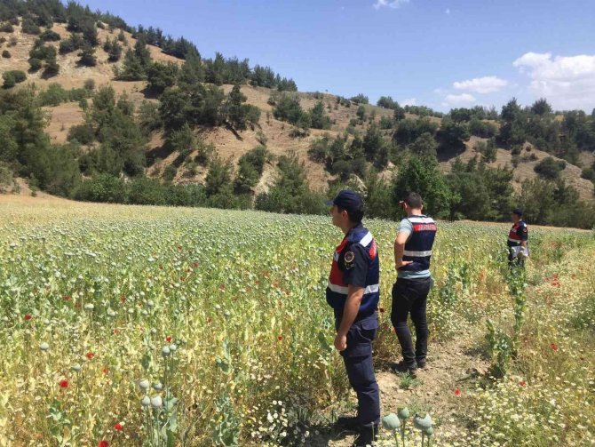 Manisa’da Yasa Dışı Ekilen 280 Bin Kök Haşhaş Bitkisi Ele Geçirildi