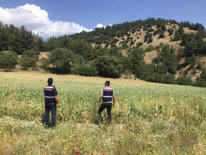 Manisa’da Yasa Dışı Ekilen 280 Bin Kök Haşhaş Bitkisi Ele Geçirildi