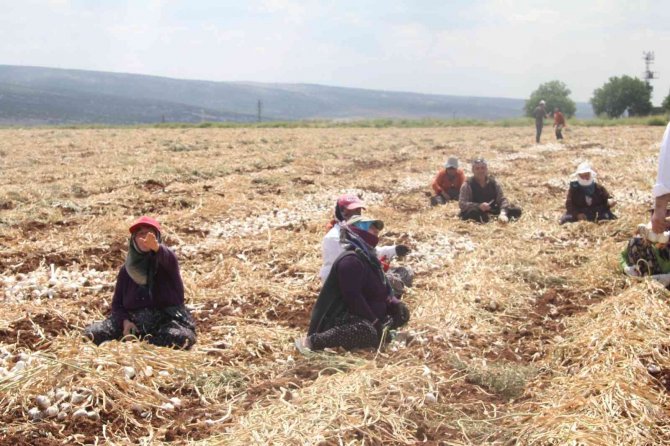 Meşhur Araban Sarımsağında Hasat Zamanı