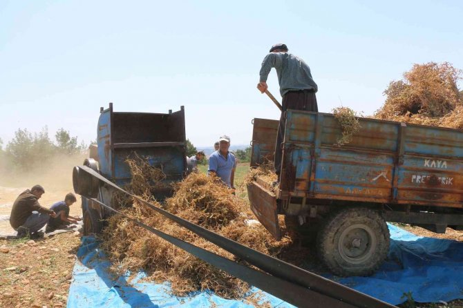 Kuru Bezelye Mutfağa Giriyor